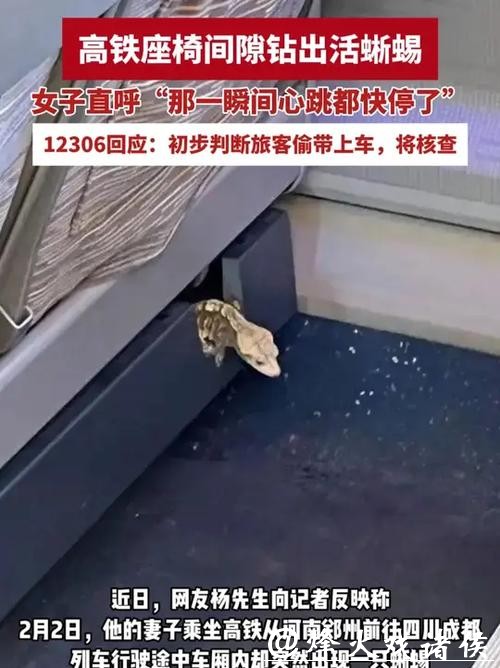 “那一瞬间心跳都快停了!”女子坐高铁,座椅下突然钻出一只活蜥蜴!回应来了 “那一瞬间心跳都快停了!”女子坐高铁,座椅下突然钻出一只活蜥蜴!回应来了