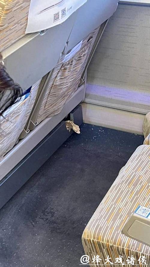 “那一瞬间心跳都快停了!”女子坐高铁,座椅下突然钻出一只活蜥蜴!回应来了 “那一瞬间心跳都快停了!”女子坐高铁,座椅下突然钻出一只活蜥蜴!回应来了