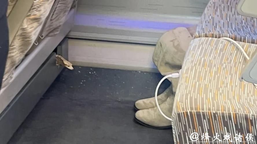 “那一瞬间心跳都快停了!”女子坐高铁,座椅下突然钻出一只活蜥蜴!回应来了 “那一瞬间心跳都快停了!”女子坐高铁,座椅下突然钻出一只活蜥蜴!回应来了